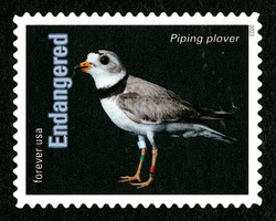 Piping Plover United States Postage Stamp | Endangered Species