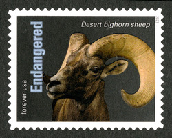 Desert Bighorn Sheep United States Postage Stamp | Endangered Species