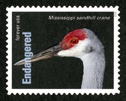 Mississippi Sandhill Crane United States Postage Stamp | Endangered Species
