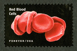 Red Blood Cells United States Postage Stamp | Life Magnified