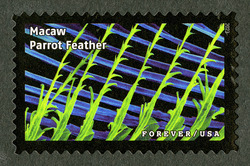 Macaw Parrot Feather United States Postage Stamp | Life Magnified