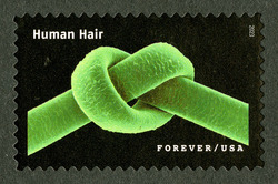 Human Hair United States Postage Stamp | Life Magnified