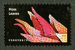 Moss Leaves United States Postage Stamp | Life Magnified