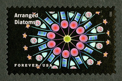 Arranged Diatoms United States Postage Stamp | Life Magnified