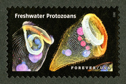 Freshwater Protozoans United States Postage Stamp | Life Magnified