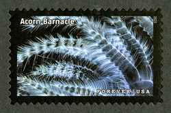 Acorn Barnacle United States Postage Stamp | Life Magnified