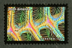 Moth Antenna United States Postage Stamp | Life Magnified