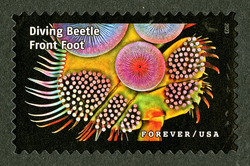 Diving Beetle Front Foot United States Postage Stamp | Life Magnified