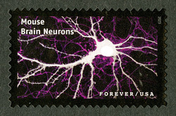 Mouse Brain Neurons United States Postage Stamp | Life Magnified