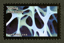 Starling Bone Tissue United States Postage Stamp | Life Magnified