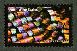 Moth Wing Scales United States Postage Stamp | Life Magnified