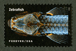 Zebrafish United States Postage Stamp | Life Magnified