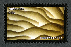 Mushroom Gills United States Postage Stamp | Life Magnified
