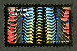 Freshwater Snail Tongue United States Postage Stamp | Life Magnified
