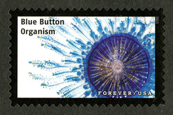 Blue Button Organism United States Postage Stamp | Life Magnified