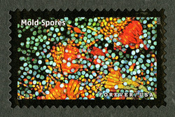 Mold Spores United States Postage Stamp | Life Magnified