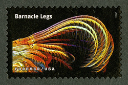 Barnacle Legs United States Postage Stamp | Life Magnified