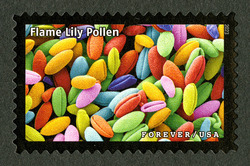 Flame Lily Pollen United States Postage Stamp | Life Magnified