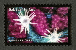 Oak Leaf Surface United States Postage Stamp | Life Magnified
