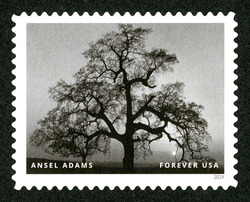 Oak Tree - Sunset City - Sierra Foothills - 1962 United States Postage Stamp | Ansel Adams