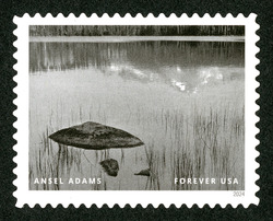 Rock and Grass - Sequoia National Park - 1936 United States Postage Stamp | Ansel Adams