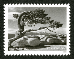 Jeffrey Pine - Yosemite National Park - 1940 United States Postage Stamp | Ansel Adams