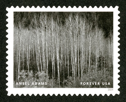 Aspens - Autumn Dawn - Dolores River Canyon - 1937 United States Postage Stamp | Ansel Adams