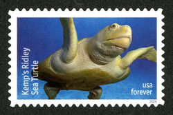 Kemp's Ridley Sea Turtle United States Postage Stamp | Protect Sea Turtles