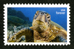 Green Sea Turtle United States Postage Stamp | Protect Sea Turtles