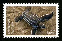 Leatherback Sea Turtle United States Postage Stamp | Protect Sea Turtles
