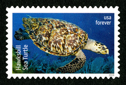 Hawksbill Sea Turtle United States Postage Stamp | Protect Sea Turtles