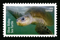 Olive Ridley Sea Turtle United States Postage Stamp | Protect Sea Turtles