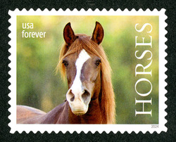 Brown Horse With White Blaze - Facing Forward United States Postage Stamp | Horses