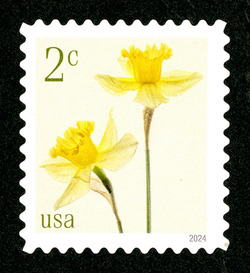 Daffodils United States Postage Stamp