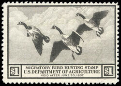 Canada Geese - Black - Void After June 30, 1937 United States Postage Stamp | Migratory Bird Hunting - Duck Stamp - Department of Agriculture