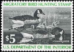 Canada Geese - Void After June 30, 1977 United States Postage Stamp | Migratory Bird Hunting - Duck Stamp - Department of Agriculture