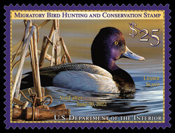Lesser Scaup - Void After June 30, 2022 United States Postage Stamp | Migratory Bird Hunting - Duck Stamp - Department of Agriculture