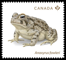 Fowler’s Toad - Anaxyrus Fowleri Canada Postage Stamp | Endangered Frogs