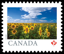 Sunflowers, Altona - MB Canada Postage Stamp