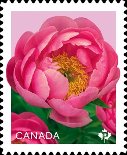 Cytherea Canada Postage Stamp | Peonies - Flowers