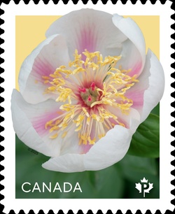 Marie-Victorin Canada Postage Stamp | Peonies - Flowers