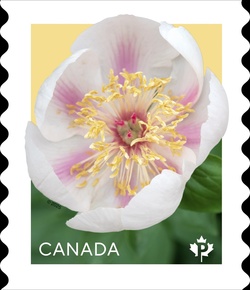 Marie-Victorin - Coil Stamp Canada Postage Stamp | Peonies - Flowers