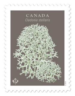 Cladonia Stellaris - Star-tipped Reindeer Lichen Canada Postage Stamp | Fungi