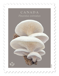 Pleurotus Ostreatus - Oyster Mushroom Canada Postage Stamp | Fungi