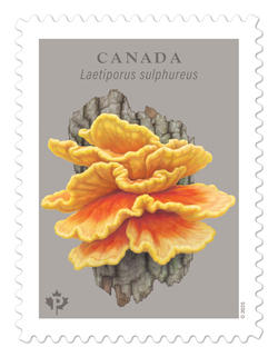 Laetiporus Sulphureus - Yellow-orange Conks of Chicken of the Woods Canada Postage Stamp | Fungi