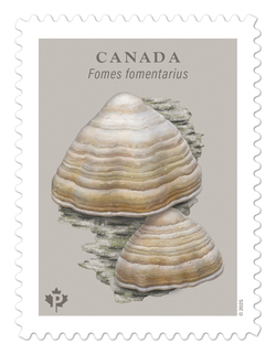 Fomes Fomentarius - Tinder Fungus Canada Postage Stamp | Fungi