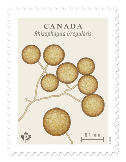 Rhizophagus Irregularis - Mycorrhizal Fungus Canada Postage Stamp | Fungi