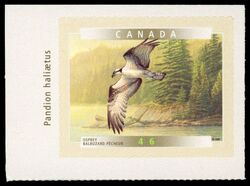 Osprey - SA Canada Postage Stamp | Birds of Canada