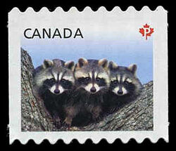 Raccoons - Baby Wildlife - Die Cut 8.15 to 8.5 Canada Postage Stamp | Baby Wildlife - Definitives