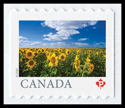 Sunflowers, Altona - MB - Coil Single Canada Postage Stamp
